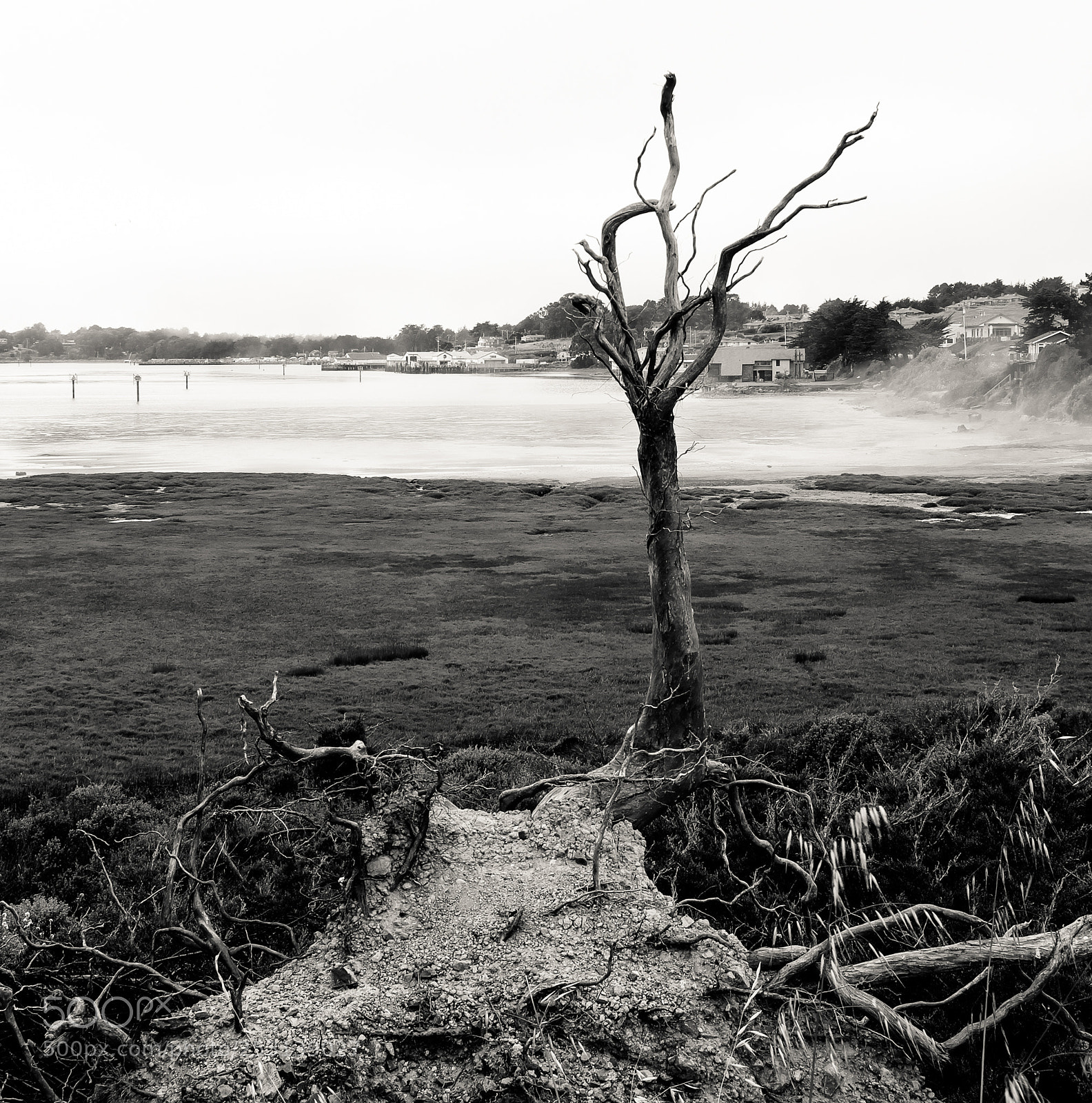 Fujifilm X-T2 sample photo. Fallen cypress bodega bay photography