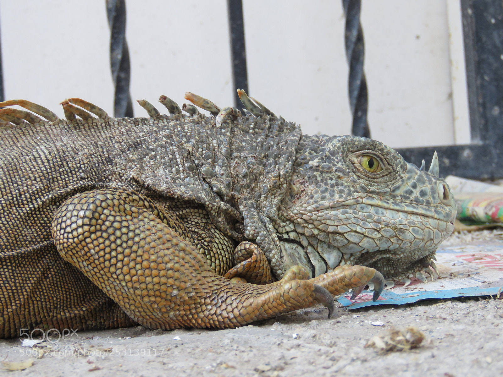 Canon PowerShot SX60 HS sample photo. Iguana in my house photography