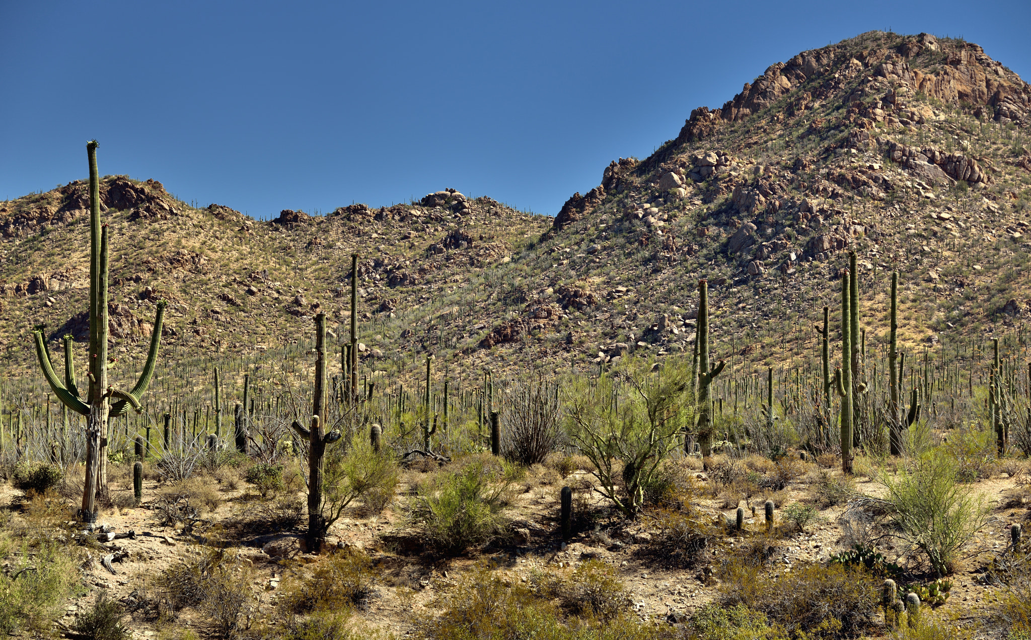 Nikon D800E + Nikon AF-S Nikkor 24-120mm F4G ED VR sample photo. Saguaro cactus with a backdrop of the tucson mountains photography