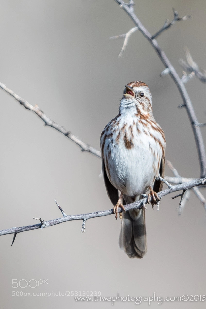 Nikon D500 sample photo. Sing a song photography