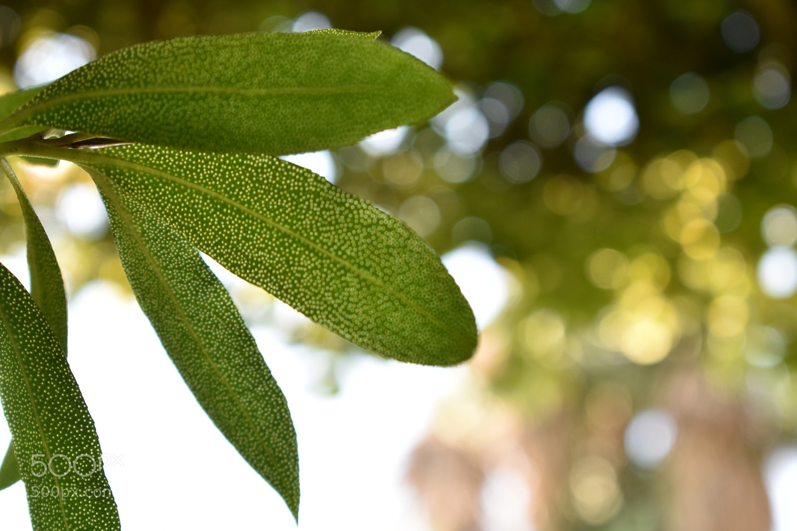 Nikon D3400 sample photo. Hojas photography