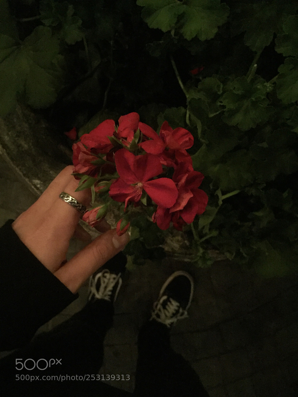 Apple iPhone 6 sample photo. Untitled photography