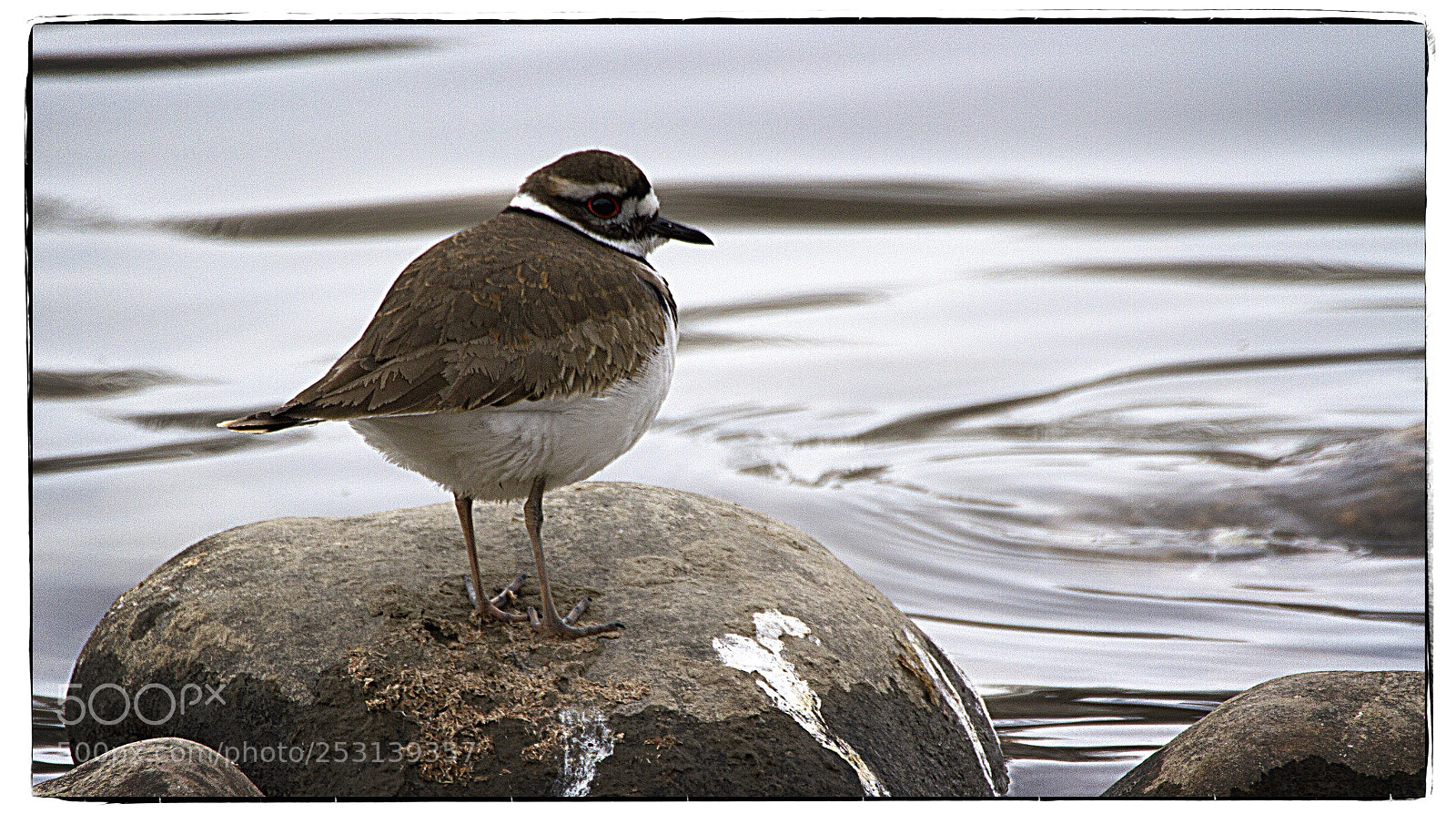 Canon EOS 7D sample photo. Killdeer by the bow photography
