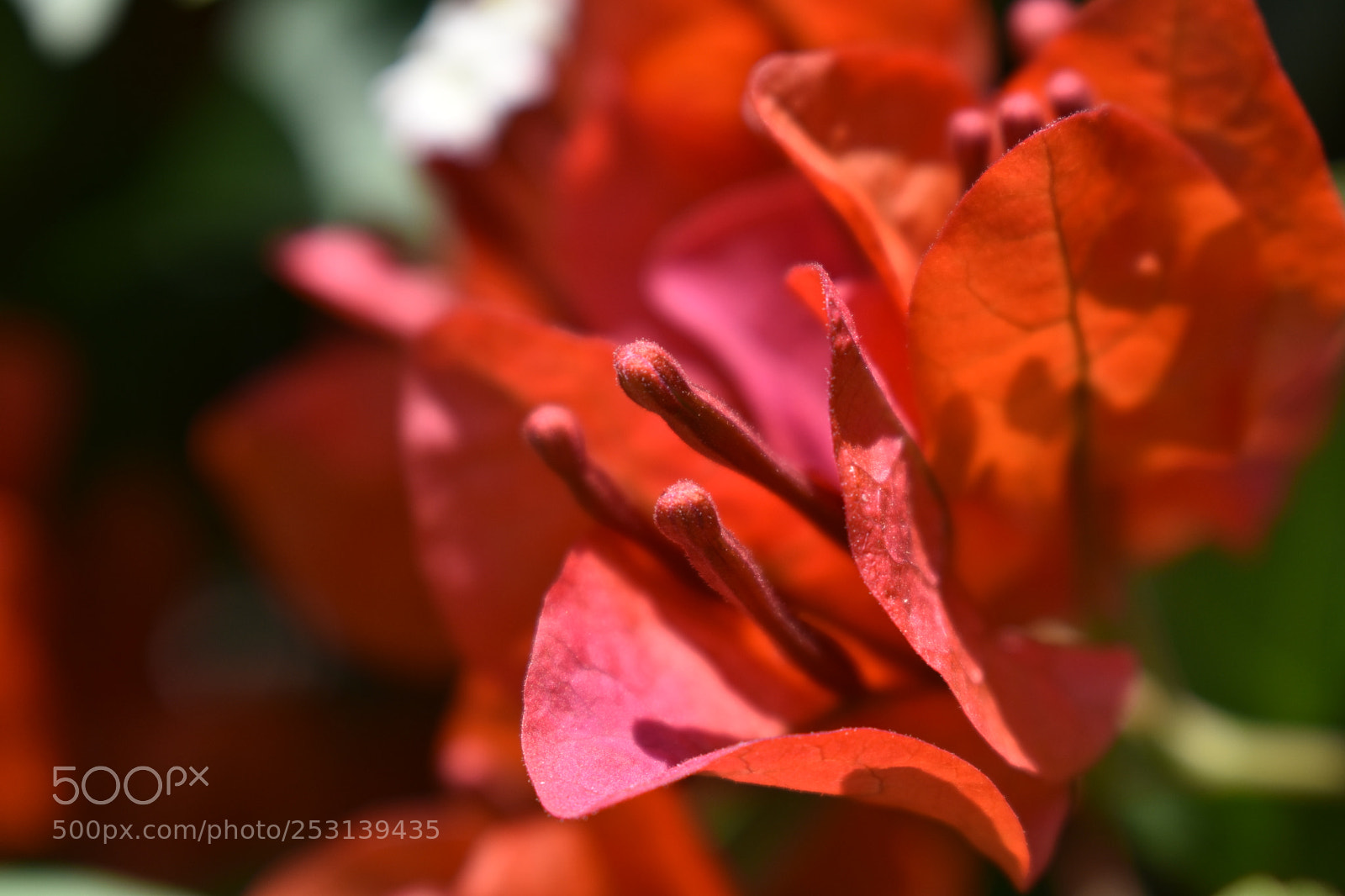 Nikon D3400 sample photo. Bougainvillea photography