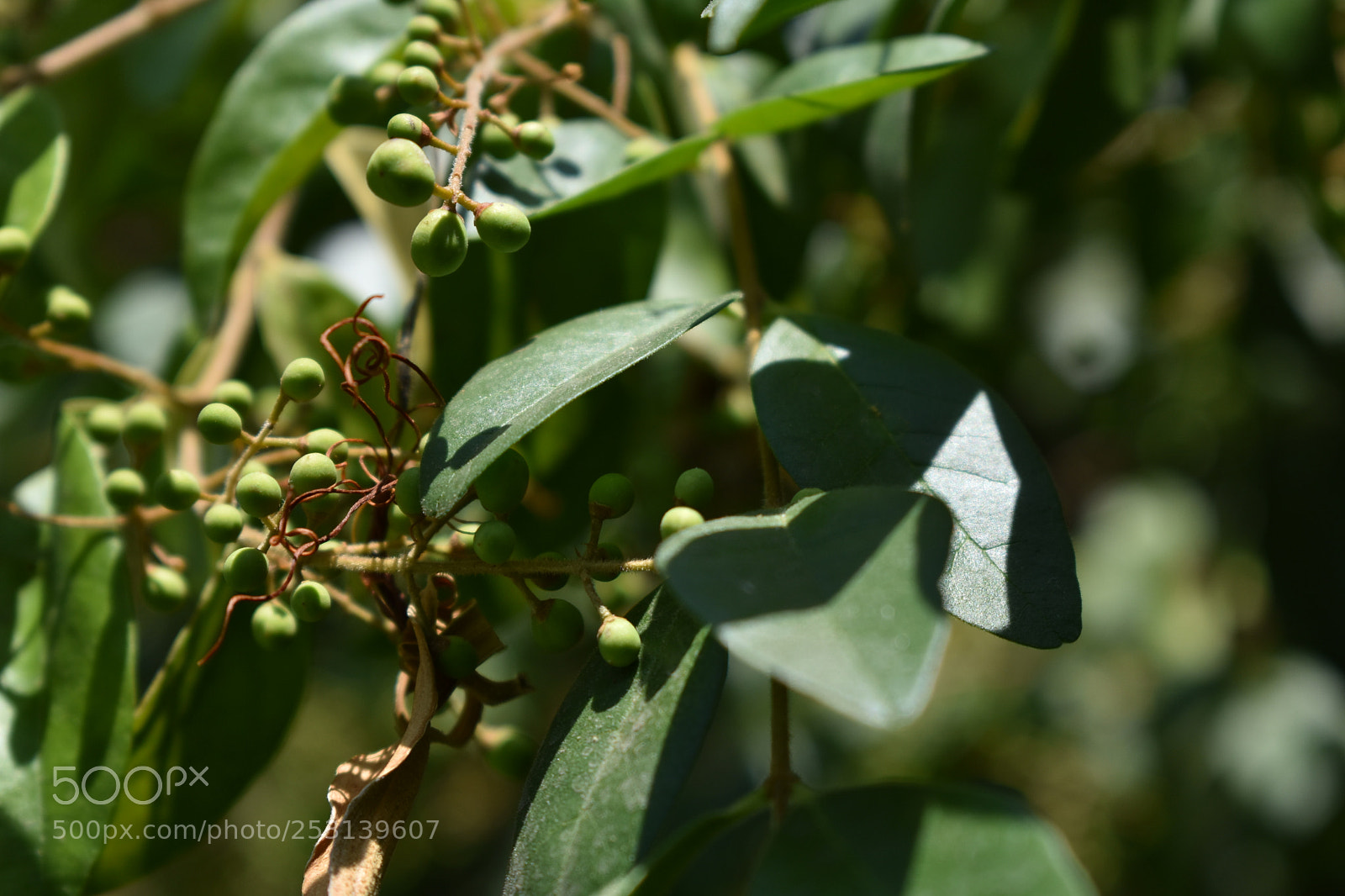 Nikon D3400 sample photo. Frutos photography