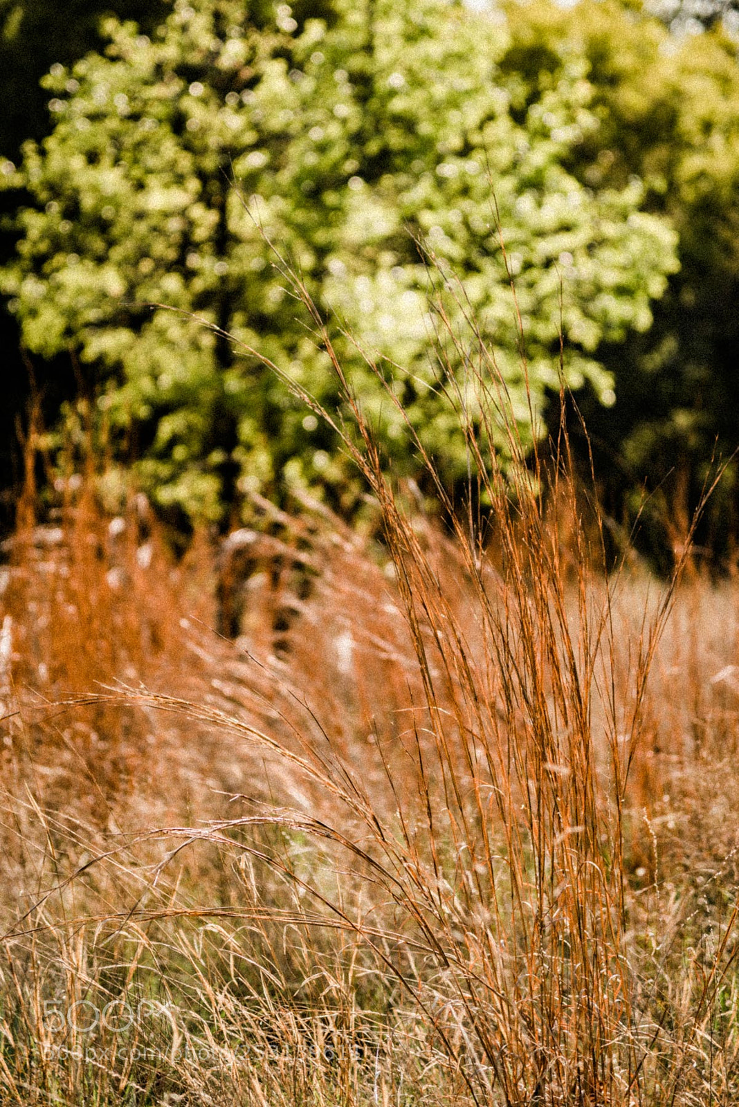 Nikon D810 sample photo. Grass photography