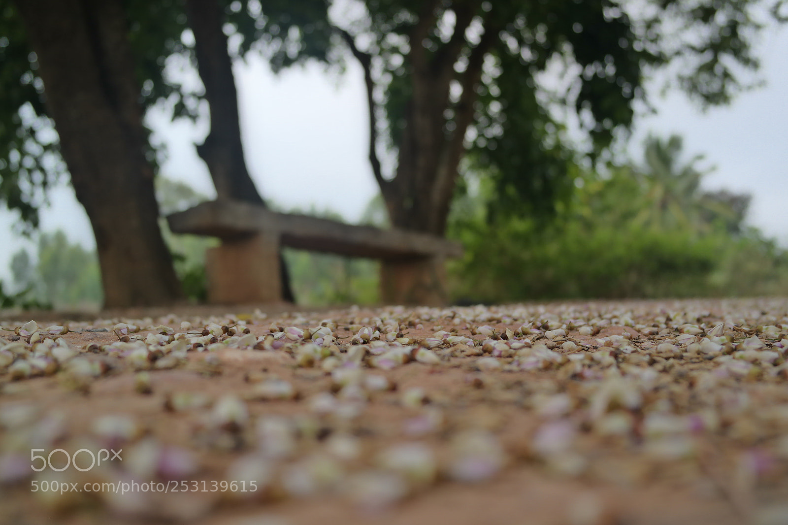 Samsung NX2000 sample photo. Beauty of autumn photography