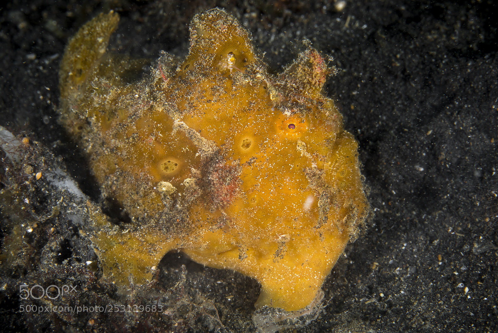 Canon EOS 5D Mark IV sample photo. Orange frogfish photography
