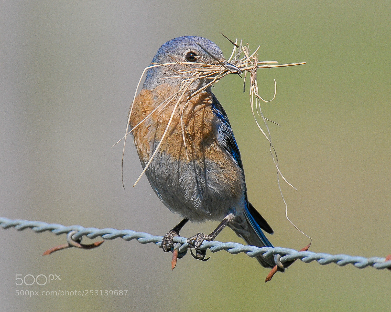 Nikon D300 sample photo. Western bluebird photography