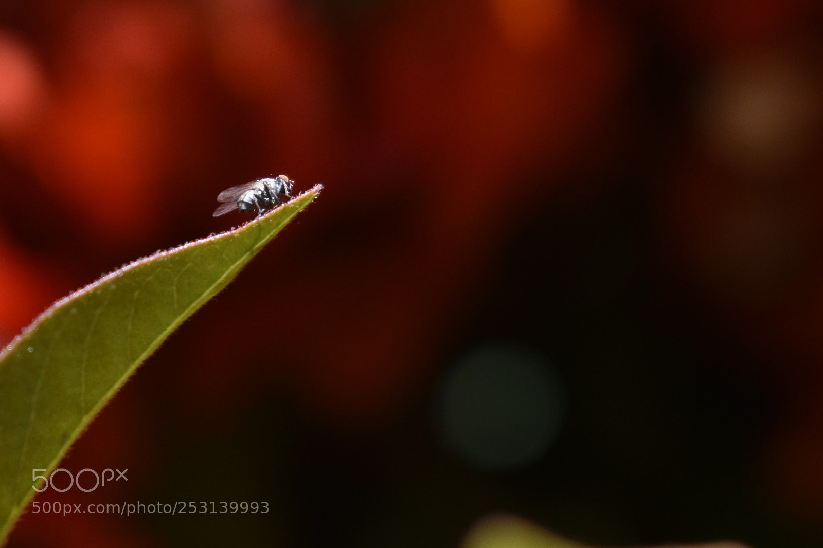 Nikon D3400 sample photo. Fly photography