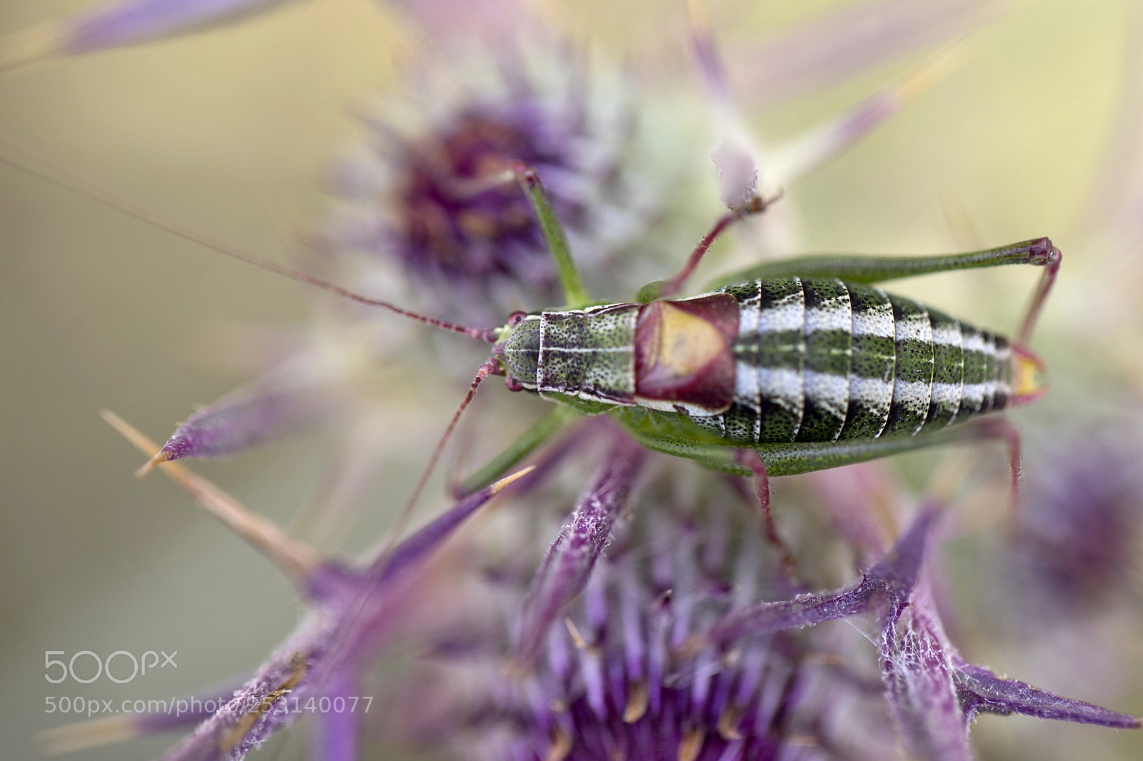 Canon EOS 5D Mark IV sample photo. Insect photography