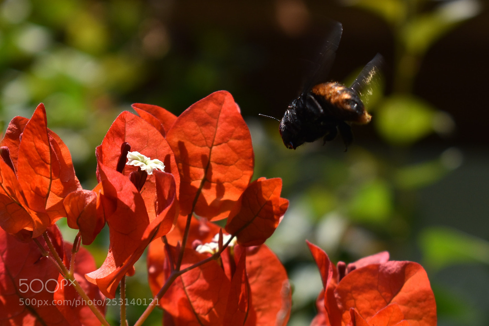 Nikon D3400 sample photo. Abejorro photography