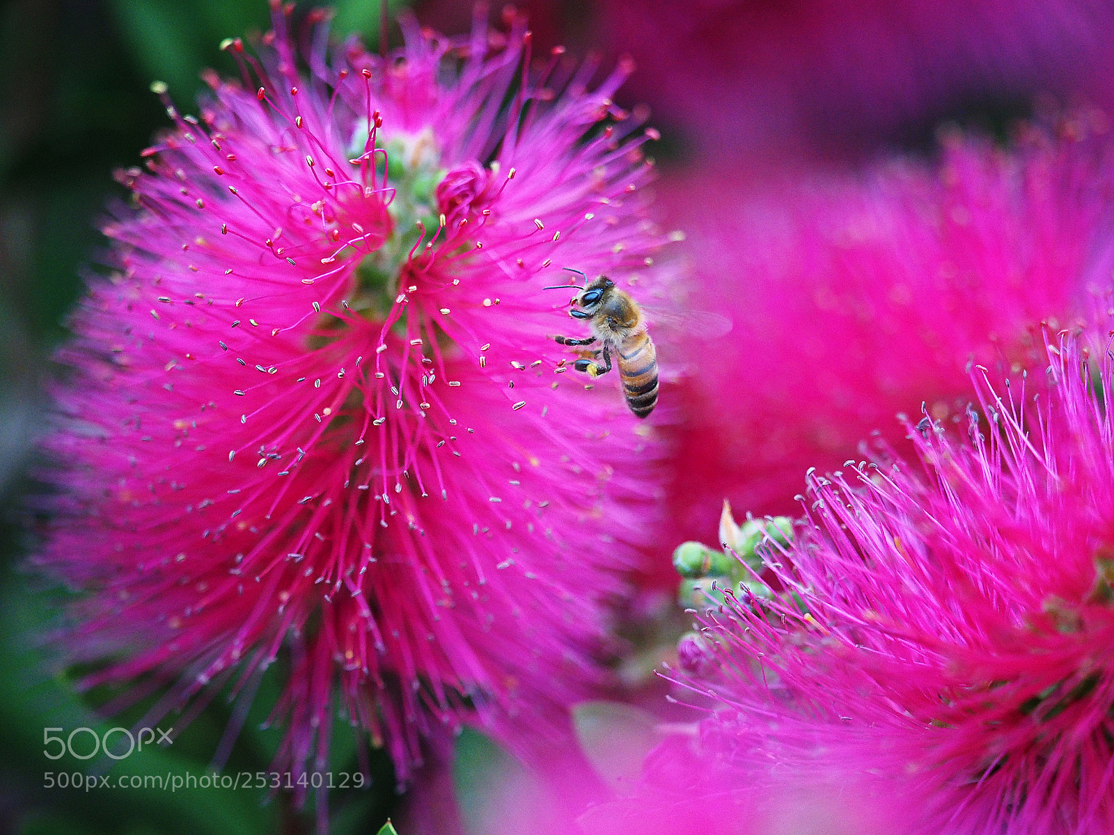 Olympus OM-D E-M1 sample photo. Pollination photography