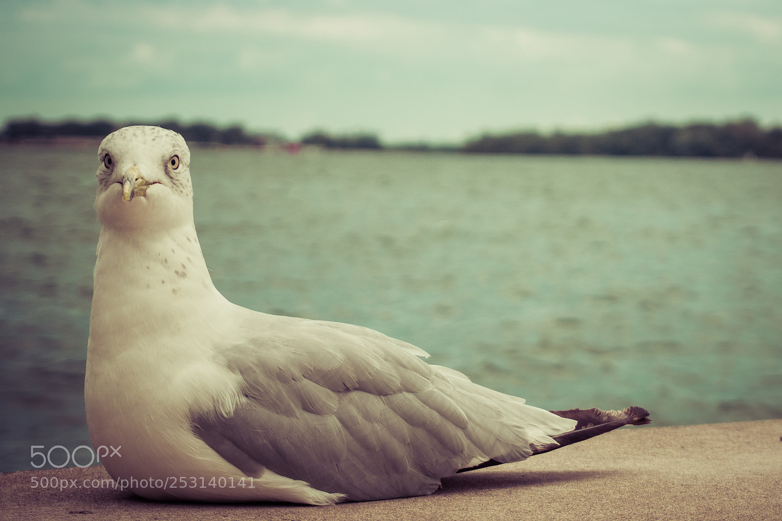 Sony a6000 sample photo. Waterfront friend photography