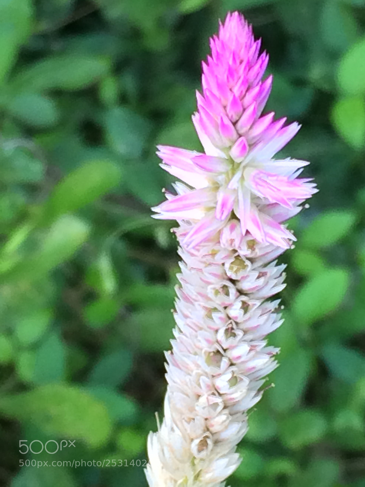 Apple iPhone 5s sample photo. Pink flowers  photography