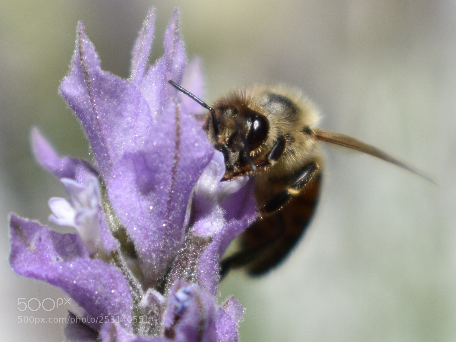 Nikon D3400 sample photo. Abeja y lavanda photography