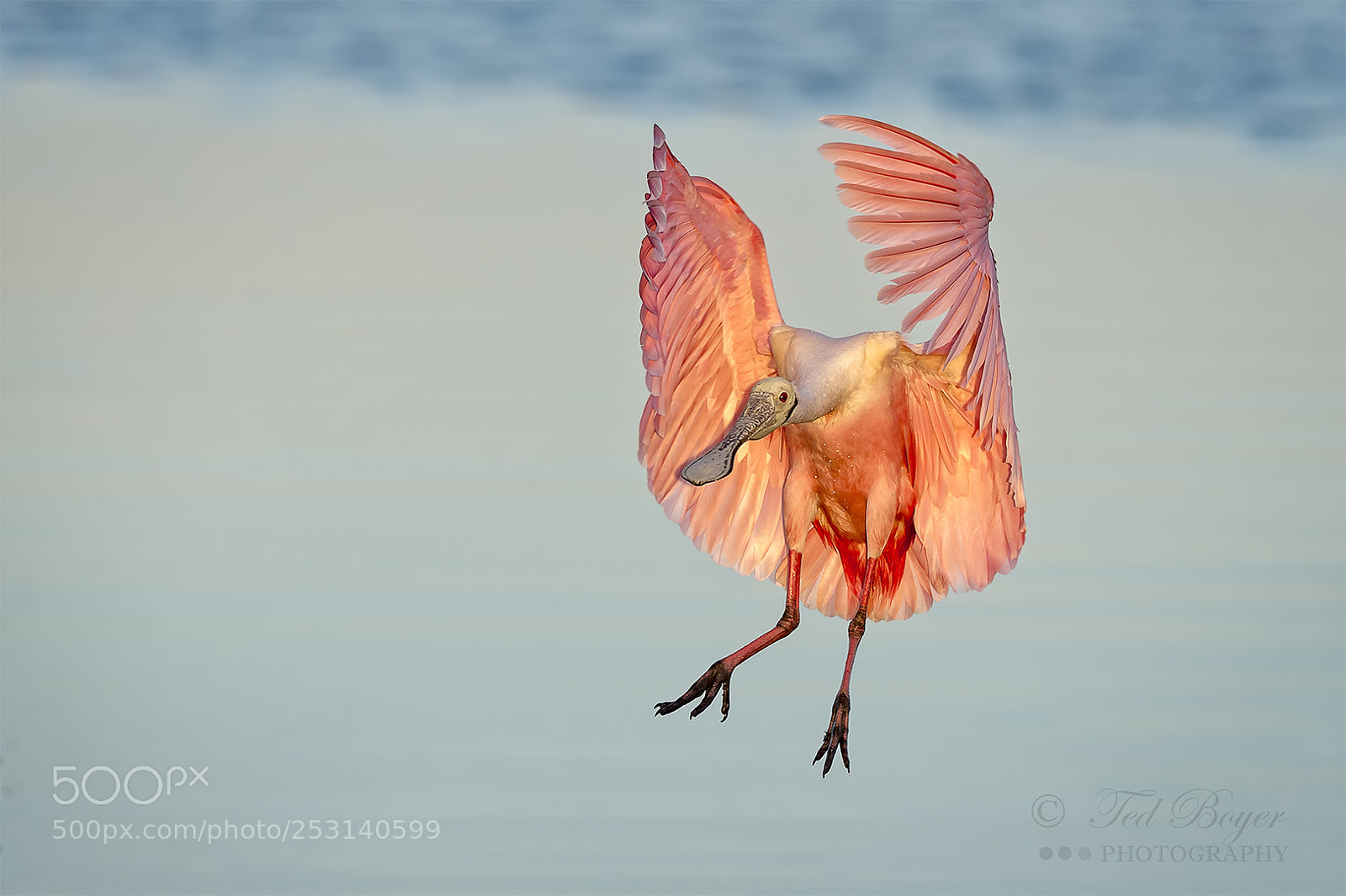 Nikon D4 sample photo. Spoonbill landing at first photography