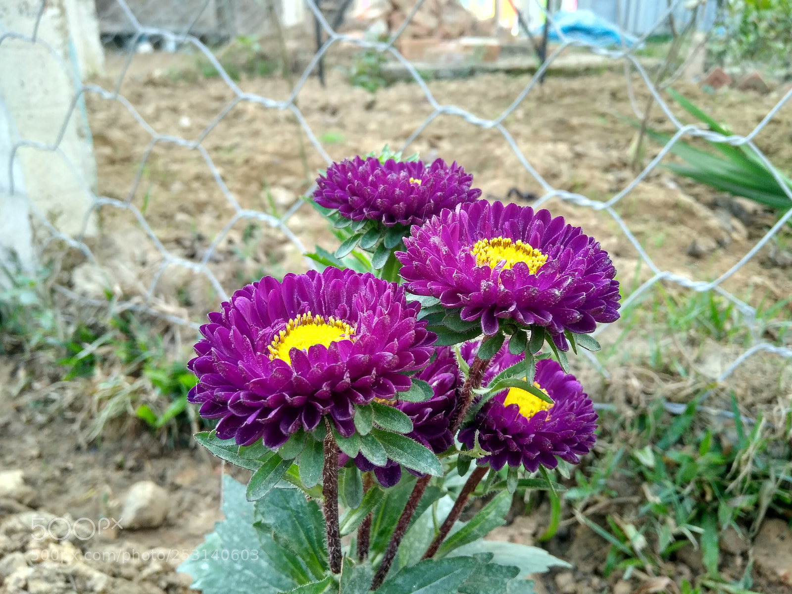 Xiaomi Redmi 4 Pro sample photo. ...purple... photography