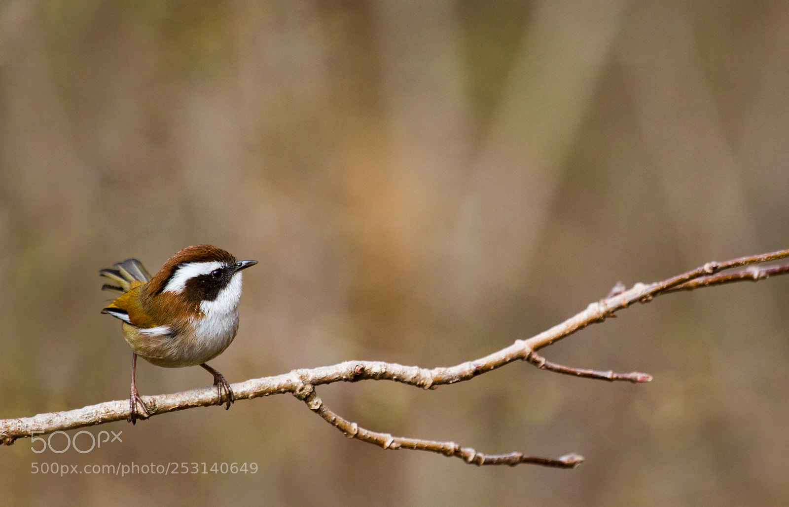 Canon EOS 7D sample photo. White-browed fulvetta photography