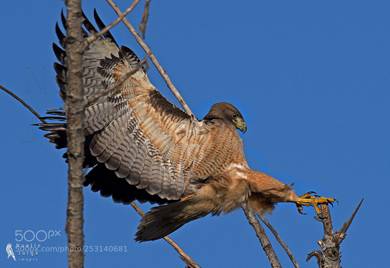 Nikon D500 sample photo. The landing photography