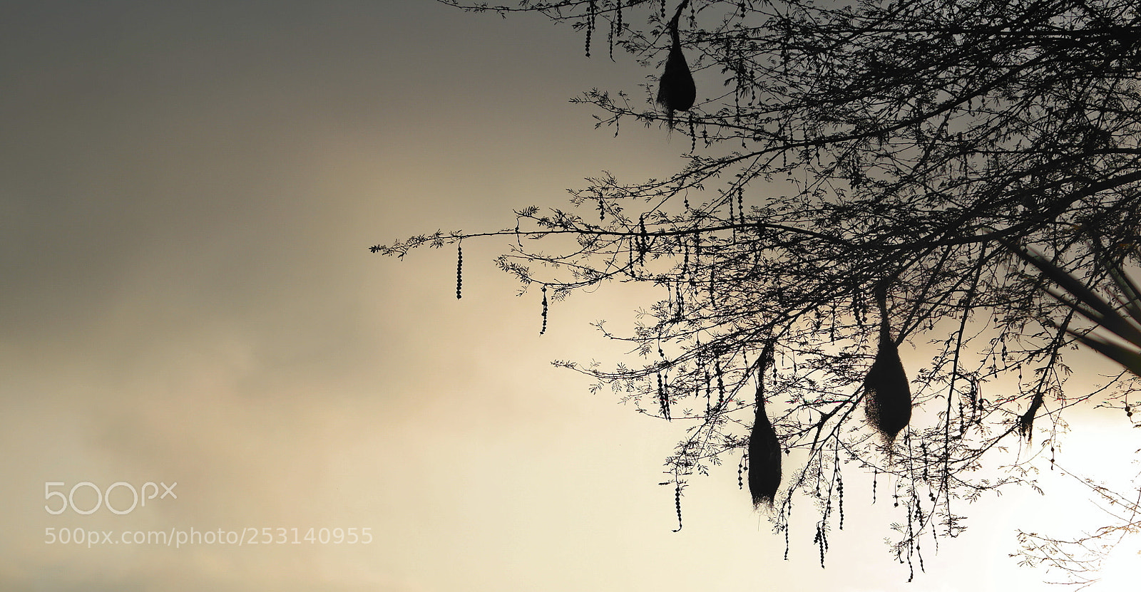 Samsung NX2000 sample photo. Rise up and fly photography