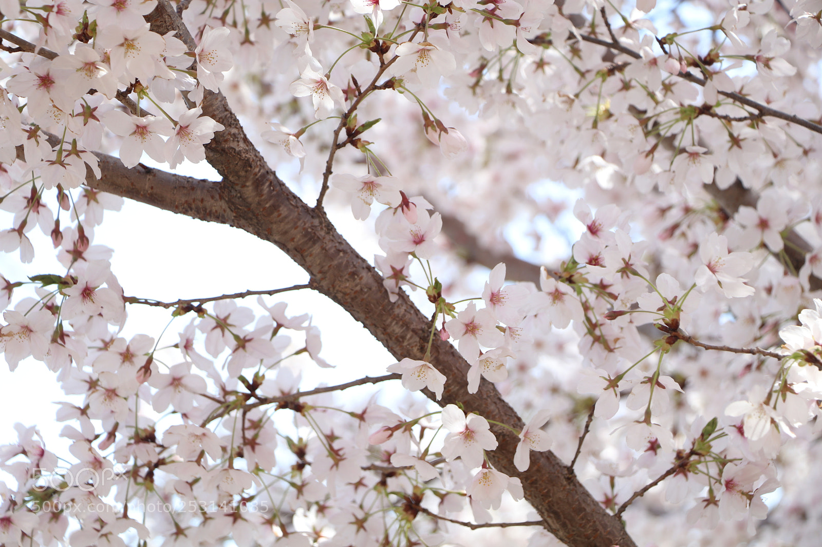 Canon EOS 80D sample photo. Cherry blossom, washington dc photography