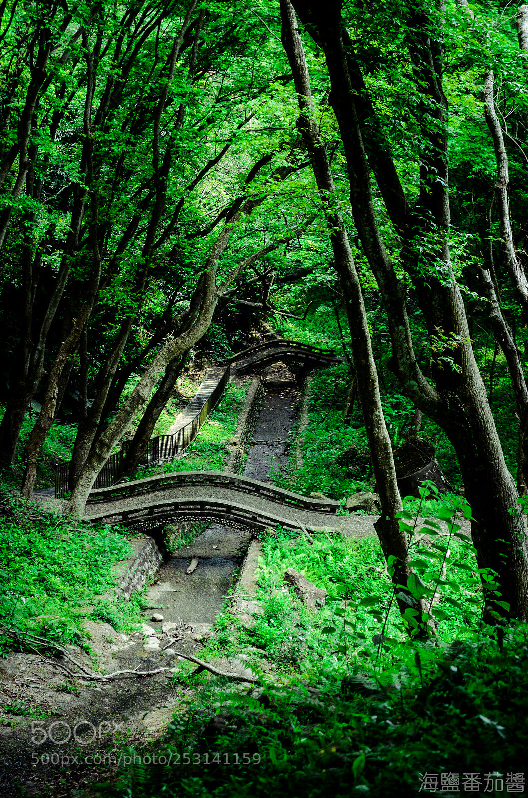 Nikon D5100 sample photo. Bridge photography