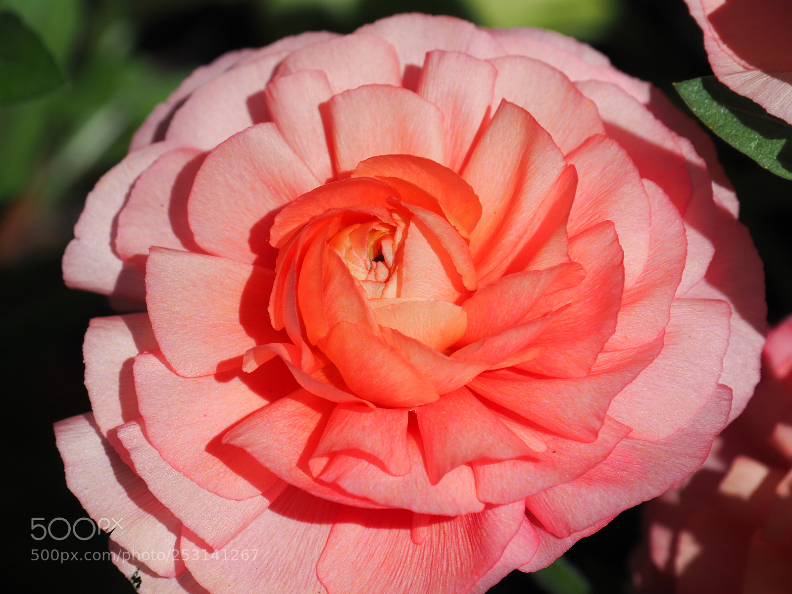 Olympus OM-D E-M5 II sample photo. Flower in the royal photography