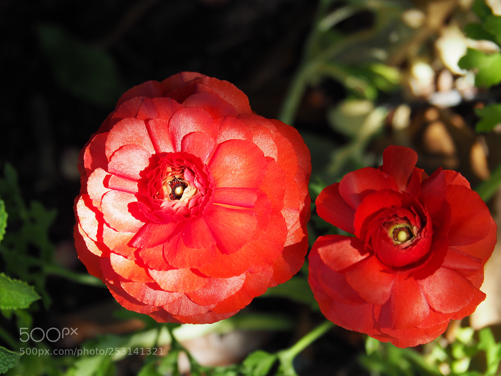 Olympus OM-D E-M5 II sample photo. Flower in the royal photography