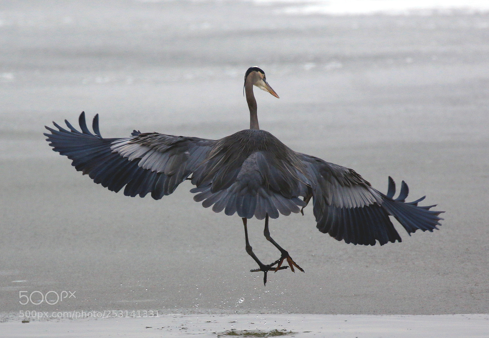 Canon EOS 70D sample photo. Great blue heron photography