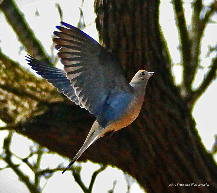 Samsung NX500 sample photo. Dove april 10 photography