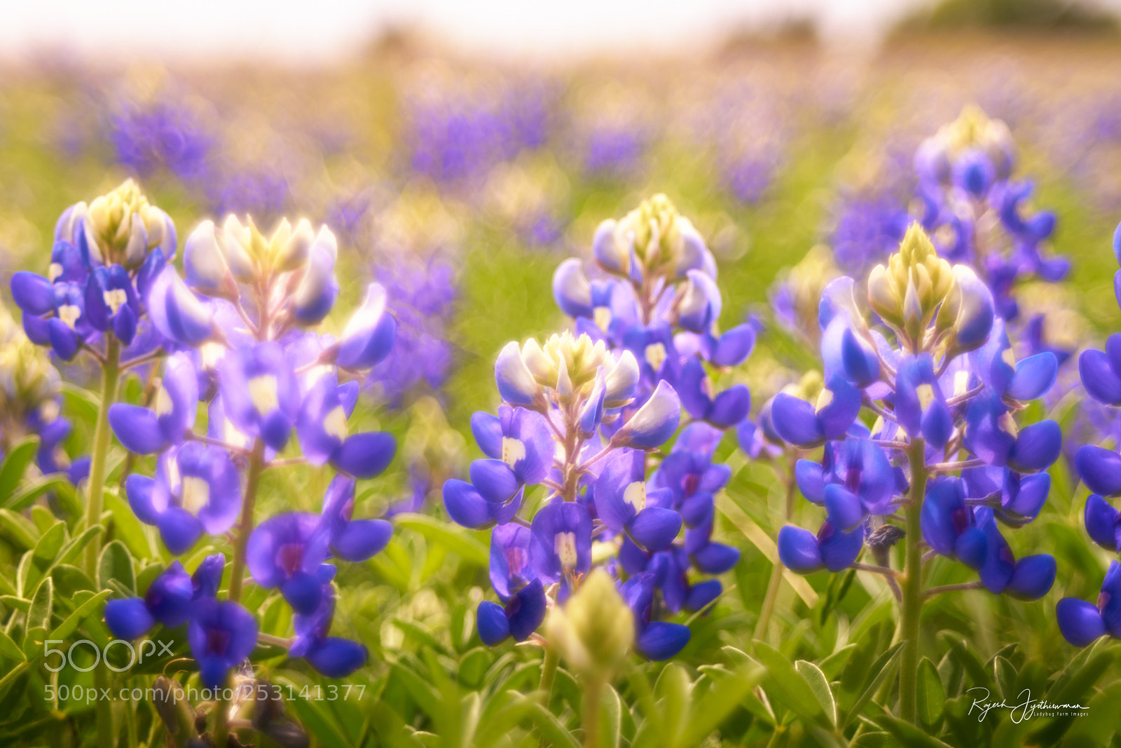 Sony a7R II sample photo. Soleil levant photography