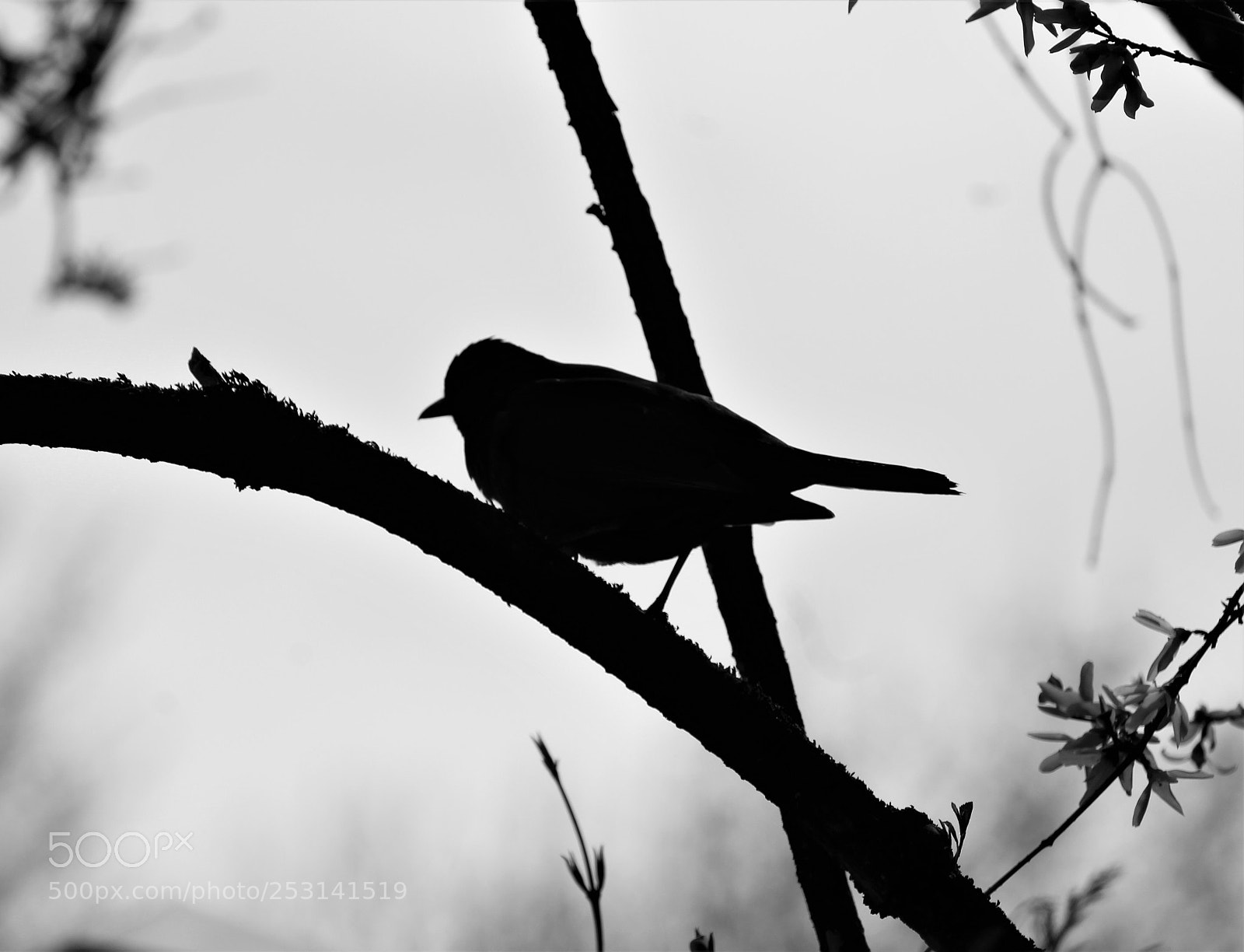 Canon EOS 1300D (EOS Rebel T6 / EOS Kiss X80) sample photo. Shadow bird  photography