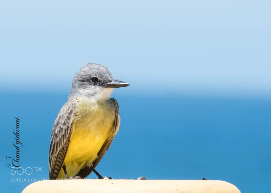 Fujifilm X-T2 sample photo. Western kingbird photography