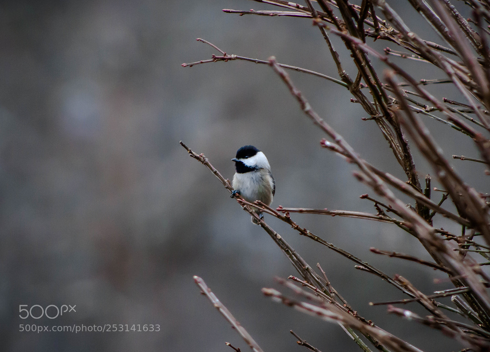 Canon EOS 7D sample photo. Bird photography