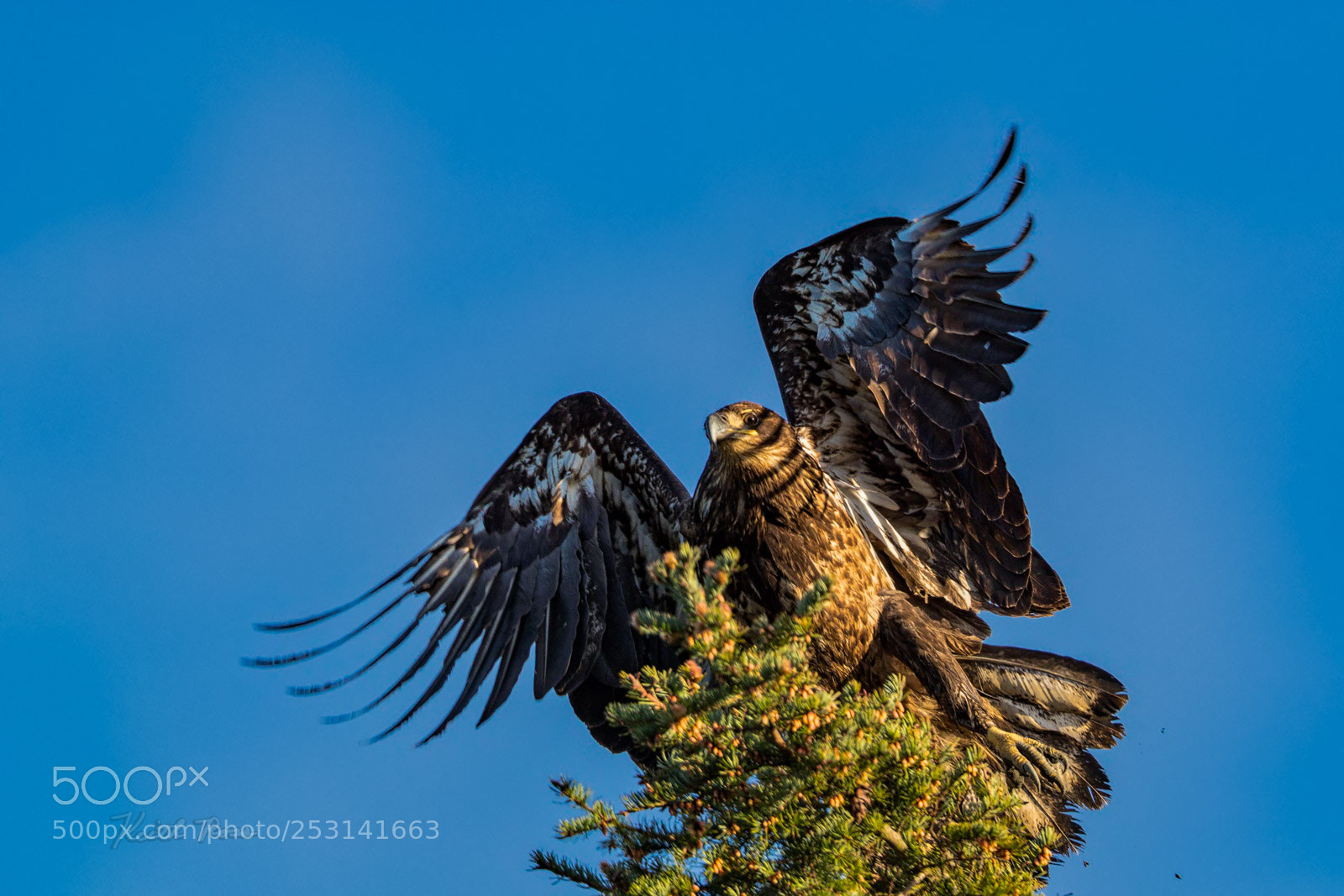 Canon EOS-1D X Mark II sample photo. 617. juvenile bald eagle photography