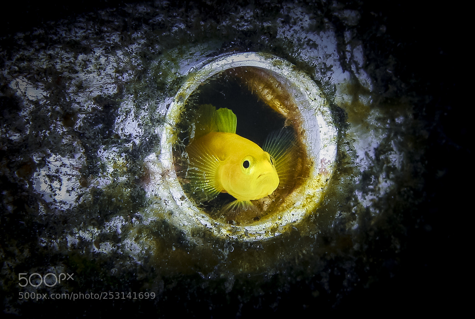 Canon EOS 5D Mark IV sample photo. Yellow pygmy goby photography