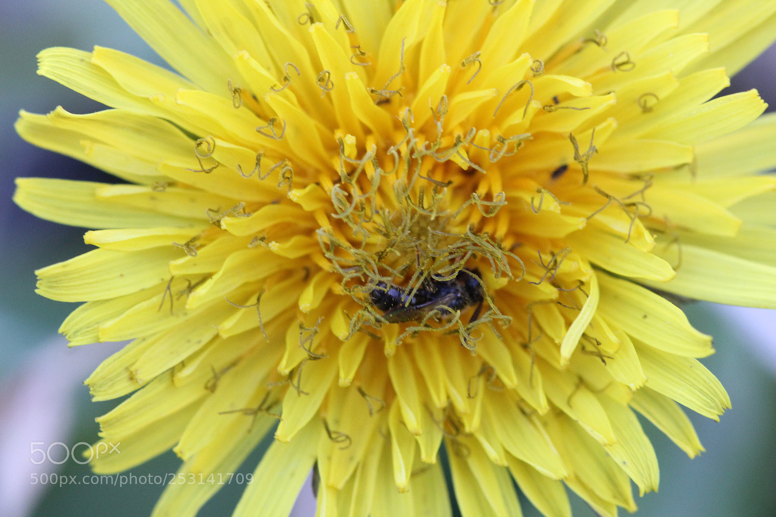 Canon EOS 600D (Rebel EOS T3i / EOS Kiss X5) sample photo. Sleeping bee photography