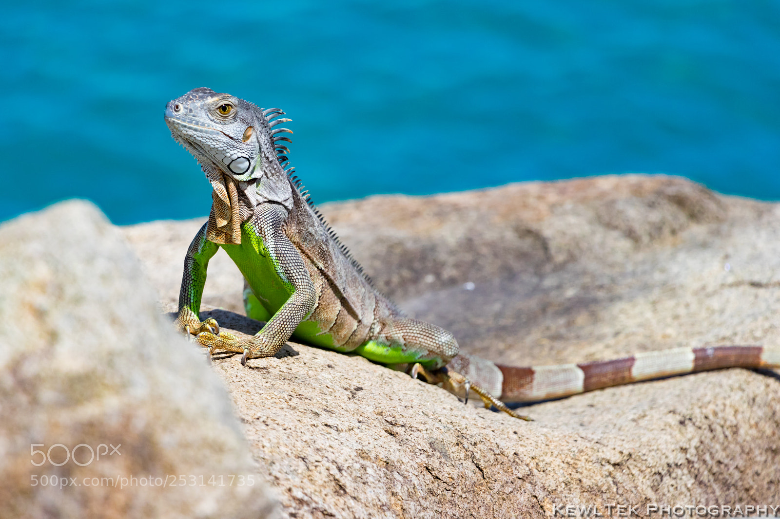 Canon EOS 80D sample photo. Iguana photography