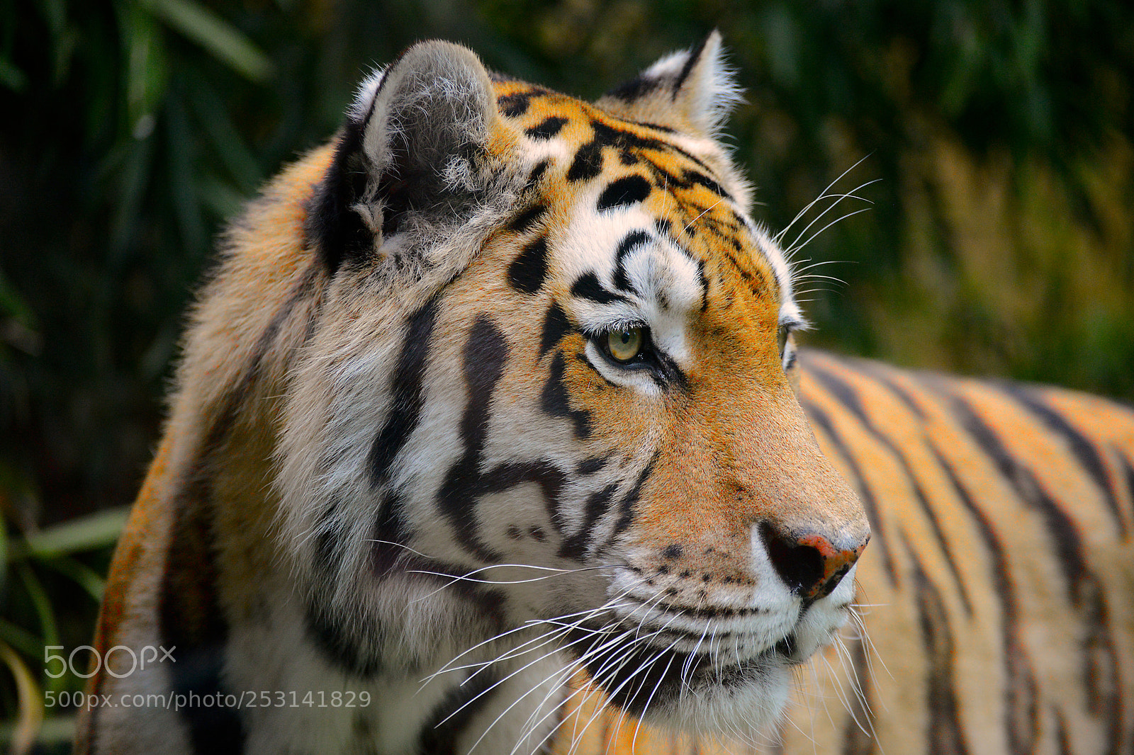 Nikon D600 sample photo. Rasputin r.i.p. photography