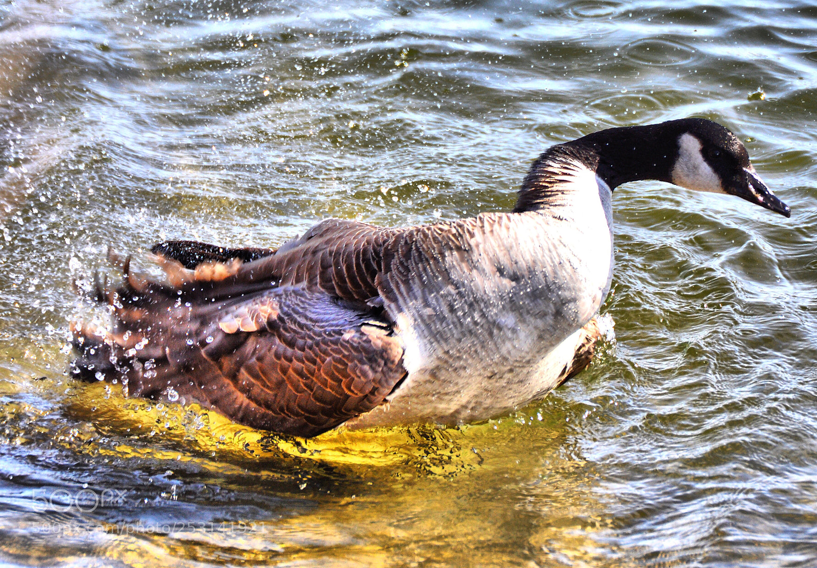 Nikon D90 sample photo. Canadian goose  photography
