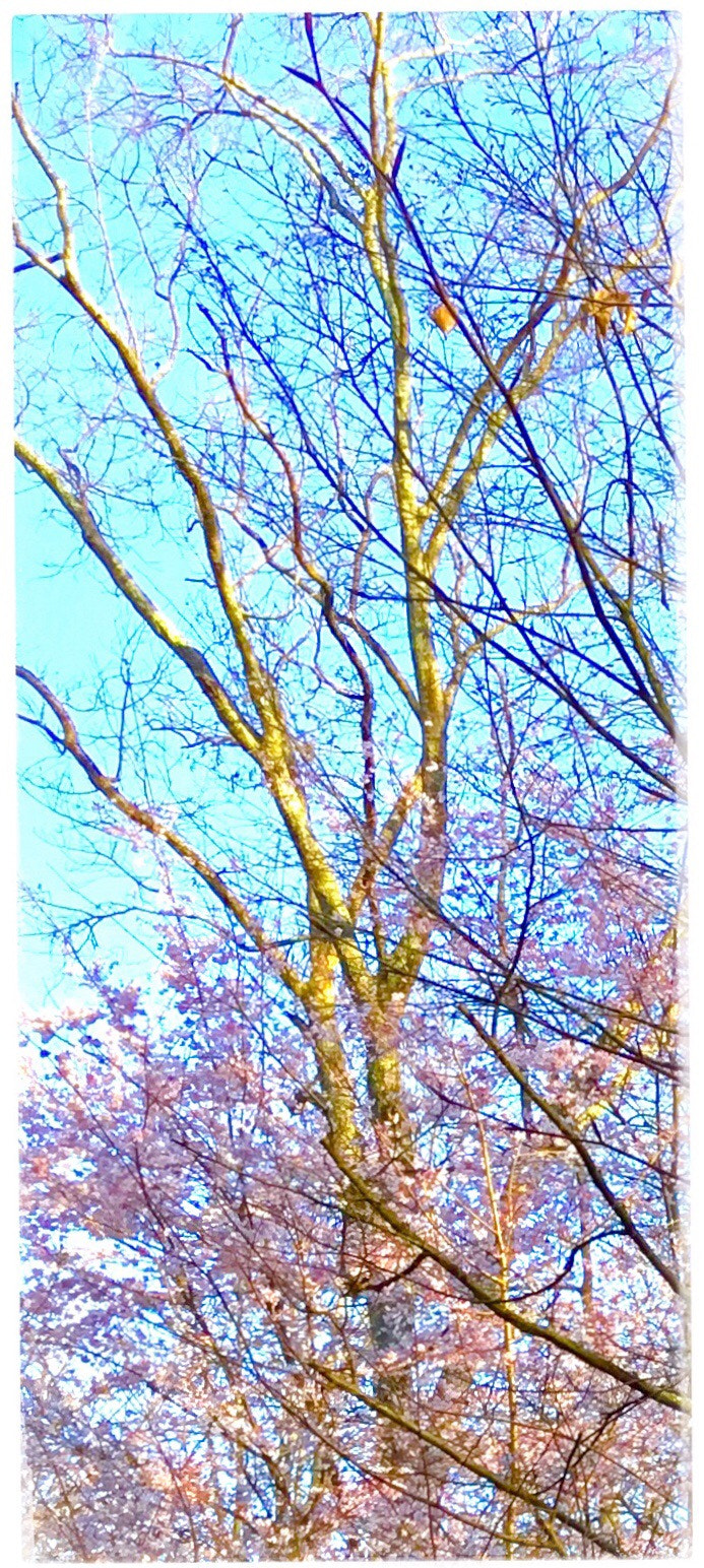 Apple iPad (5th generation) sample photo. Season of rebirth photography