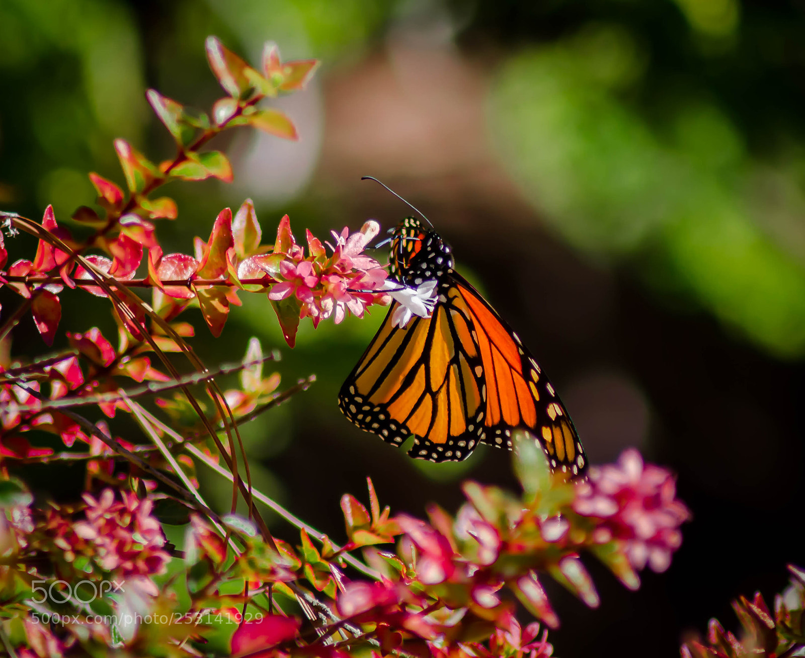 Nikon D7000 sample photo. Butterfly photography
