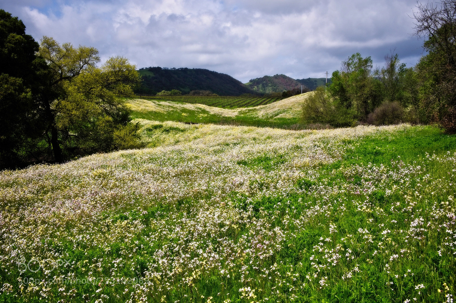 Fujifilm X-T2 sample photo. A carpet of wildflowers  photography