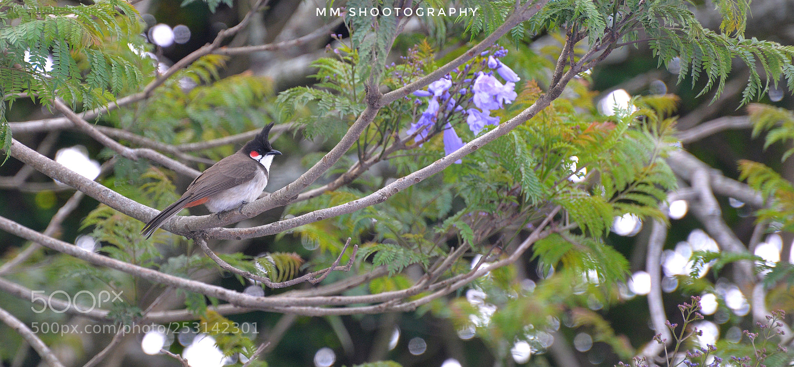 Nikon D610 sample photo. Bird photography photography