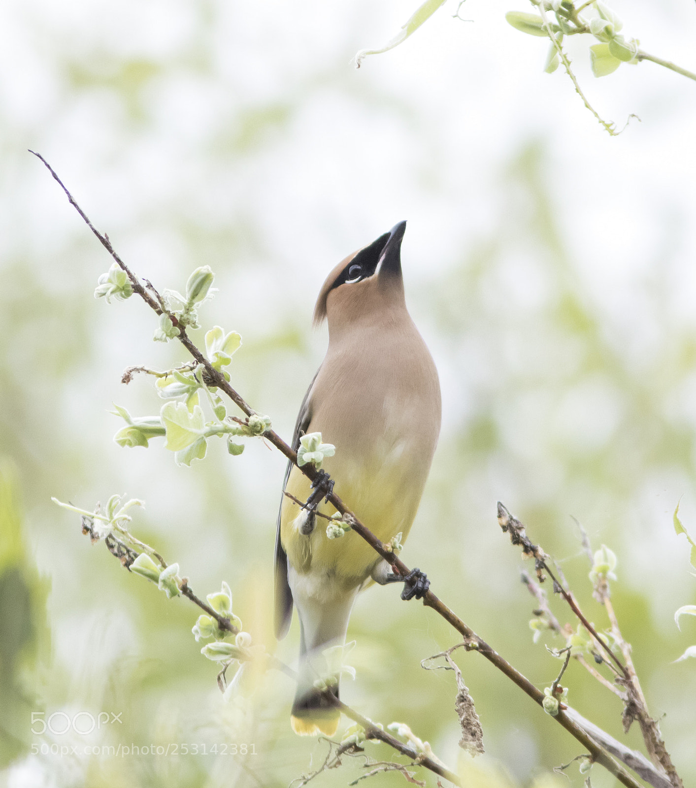 Canon EOS 7D Mark II sample photo. Cedar waxwing photography