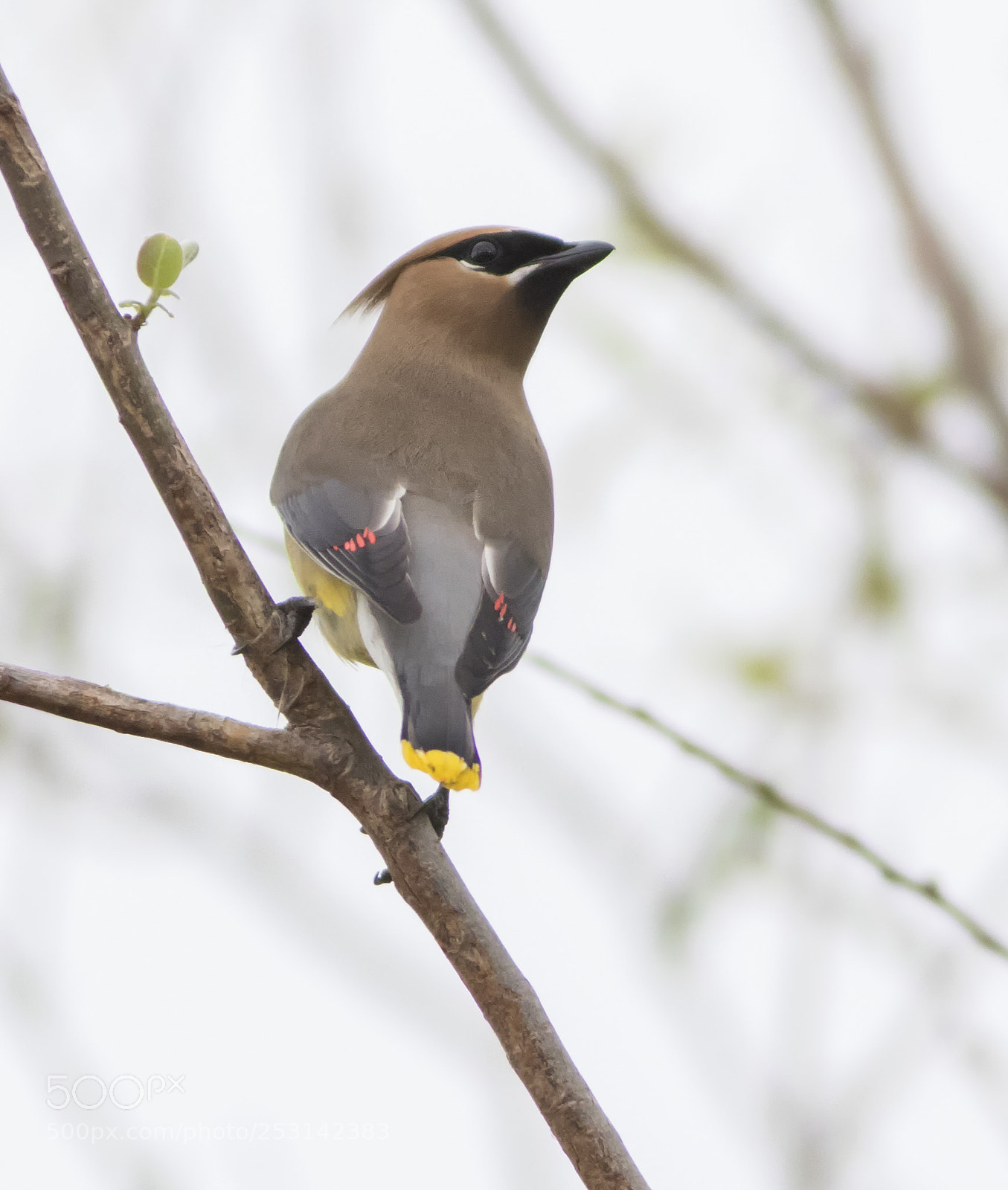 Canon EOS 7D Mark II sample photo. Cedar waxwing photography