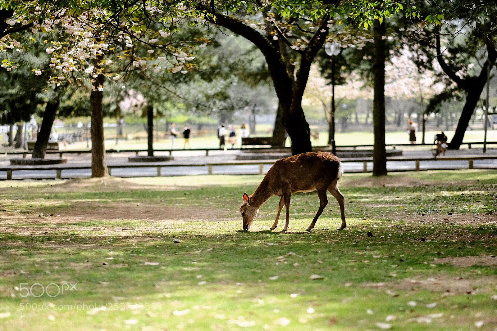 Fujifilm X-Pro2 sample photo. Deer at nara deer photography