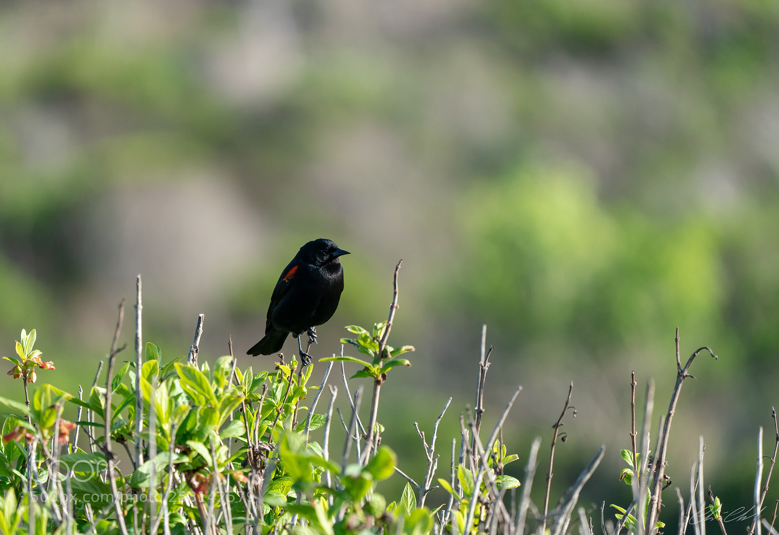 Sony a7R III sample photo. Black bird photography