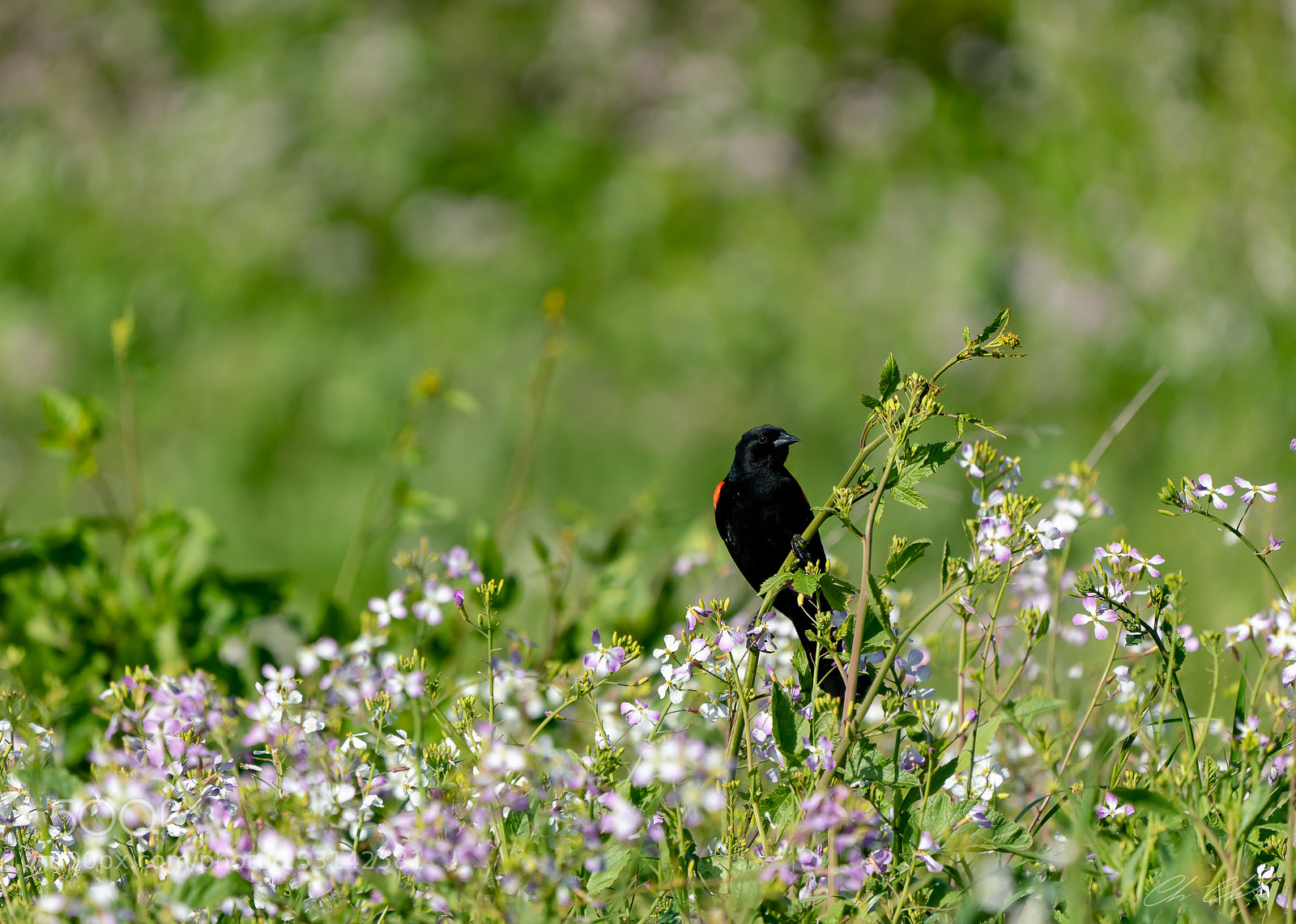 Sony a7R III sample photo. Black bird photography